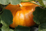 Pumpkin Cucurbita pepo for planting in vegetable patch