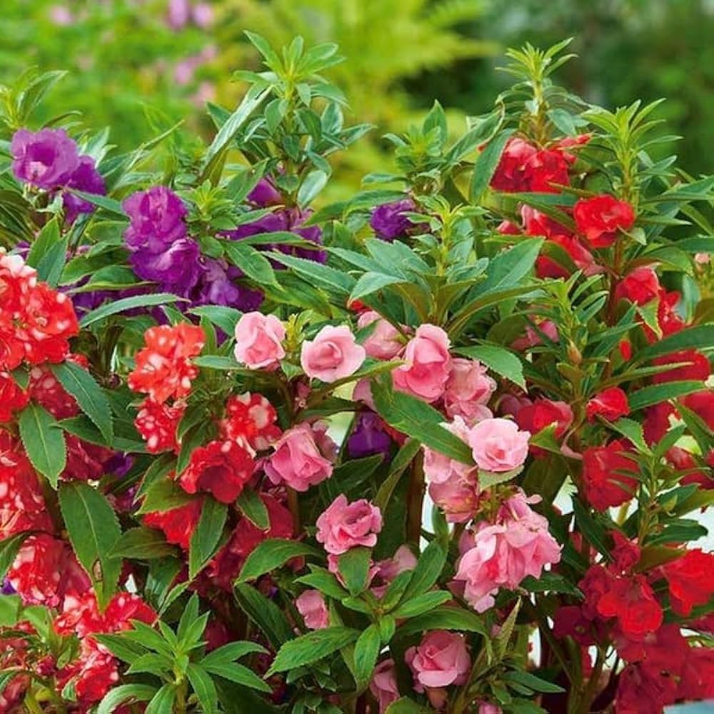 Green Balsamifera Flower Seeds for Planting - 100 pcs