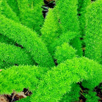 Foxtail Fern Asparagus densiflorus for planting in flower bed