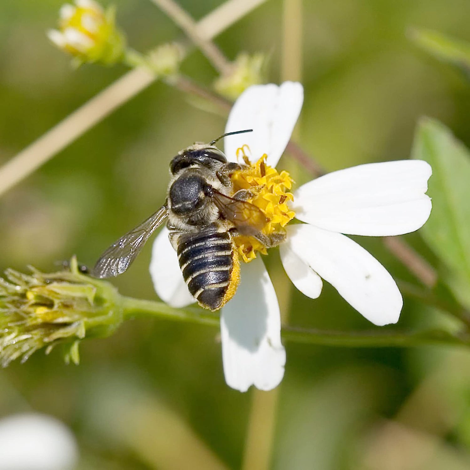 Spanish Needle Seeds for Planting Bidens alba for pollinator gardens and meadows