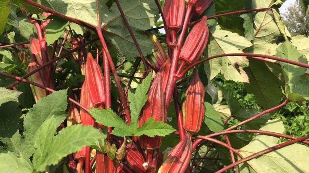 Hill Country Red Okra Seeds for Vegetable Gardening
