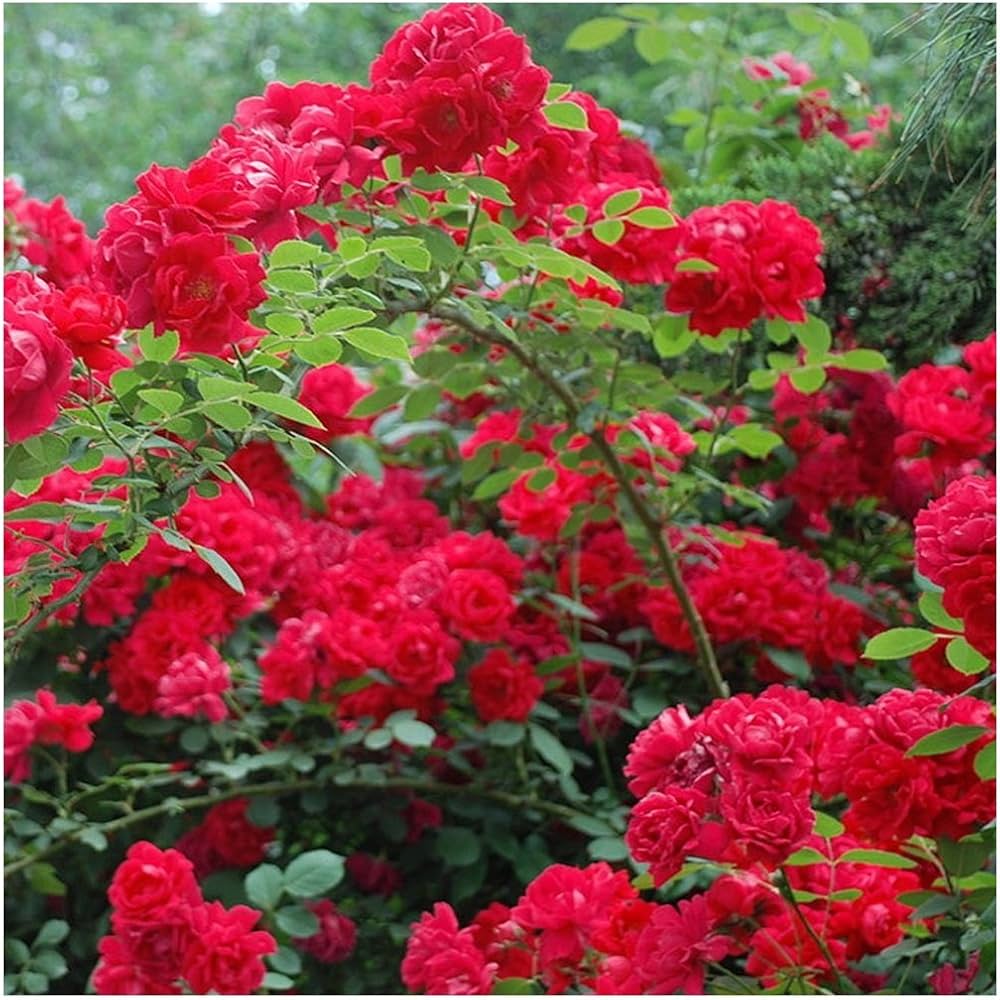 Climbing Polyantha Rose Rosa seeds for DIY home garden trellis