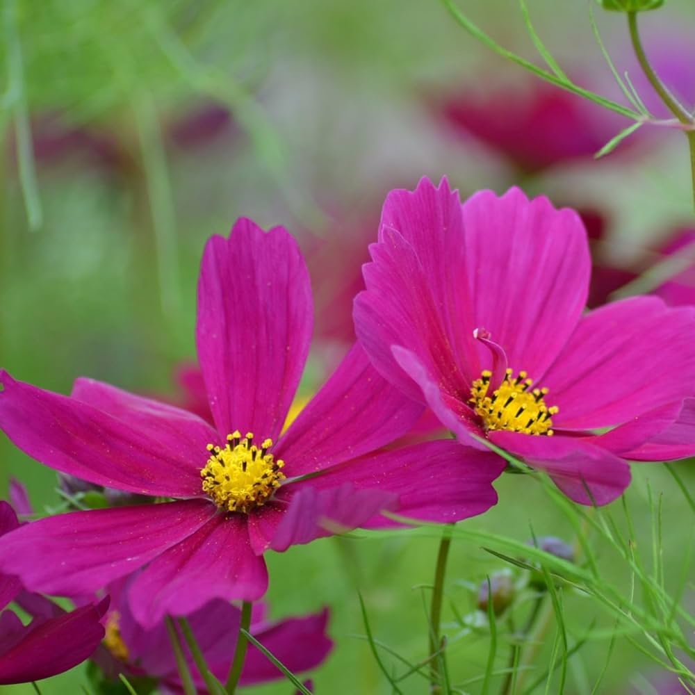 Cosmos Dazzler Seeds Cosmos Bipinnatus Seeds