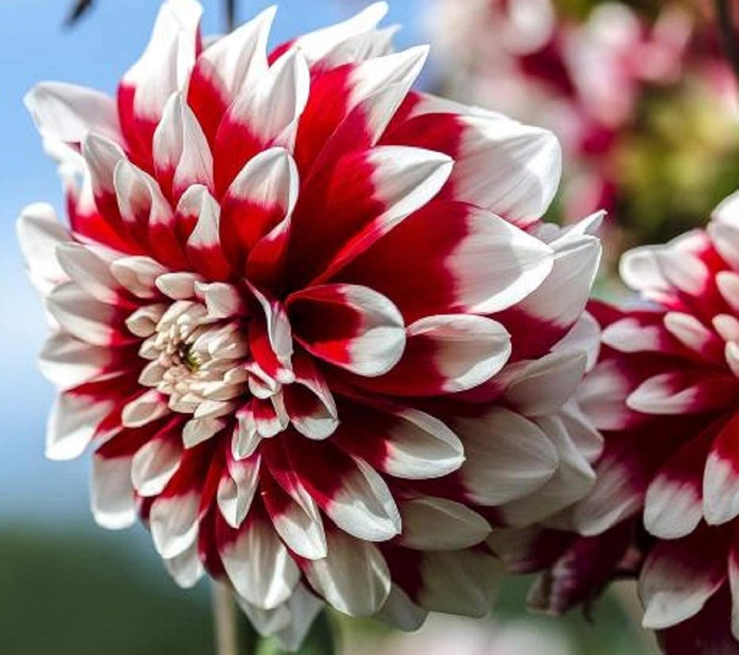 White and Red Chrysanthemum Flower Seeds for Planting - NON GMO Seeds seeds for planting in home garden