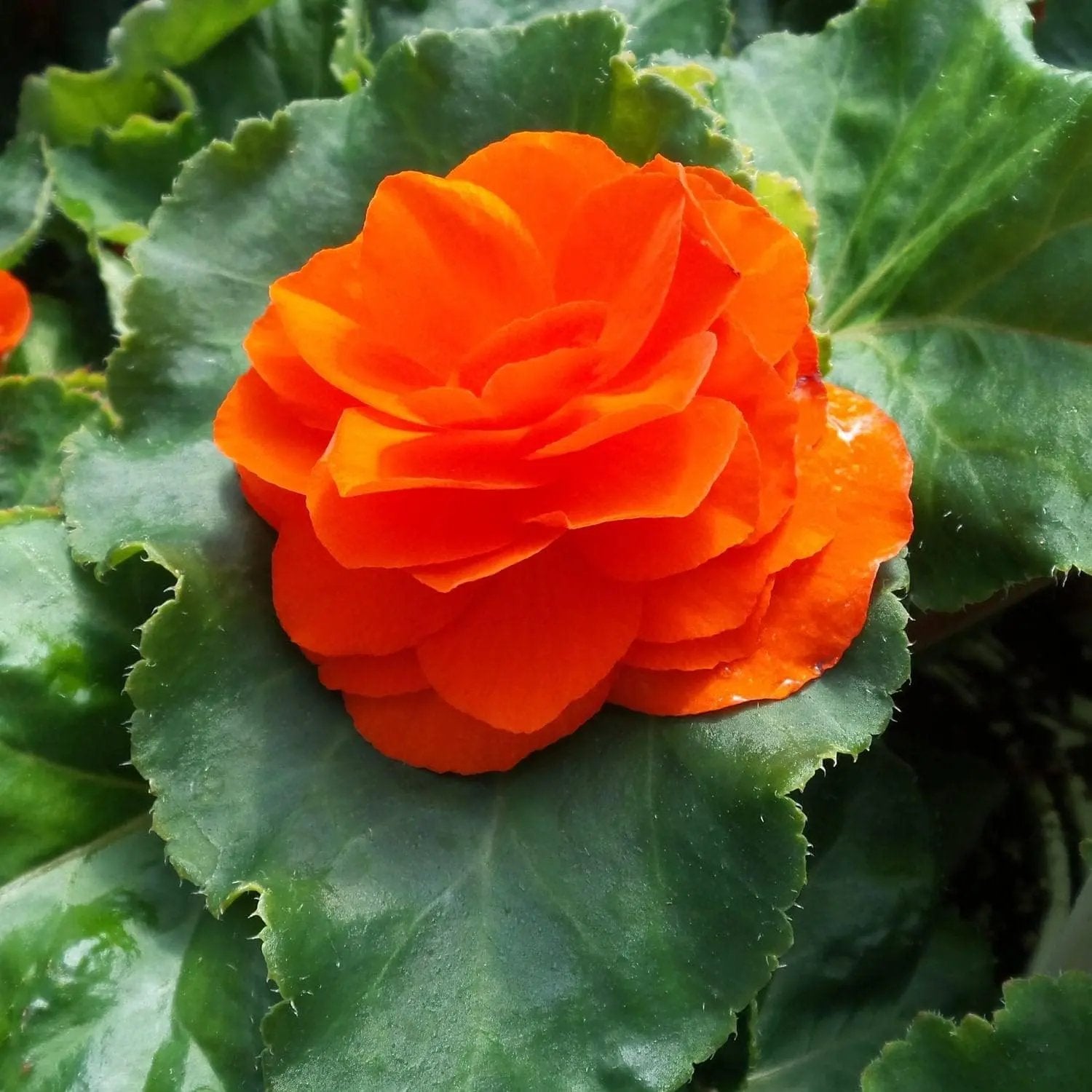 Orange Begonia Flower Seeds for Planting - NON GMO Seeds for planting in home garden
