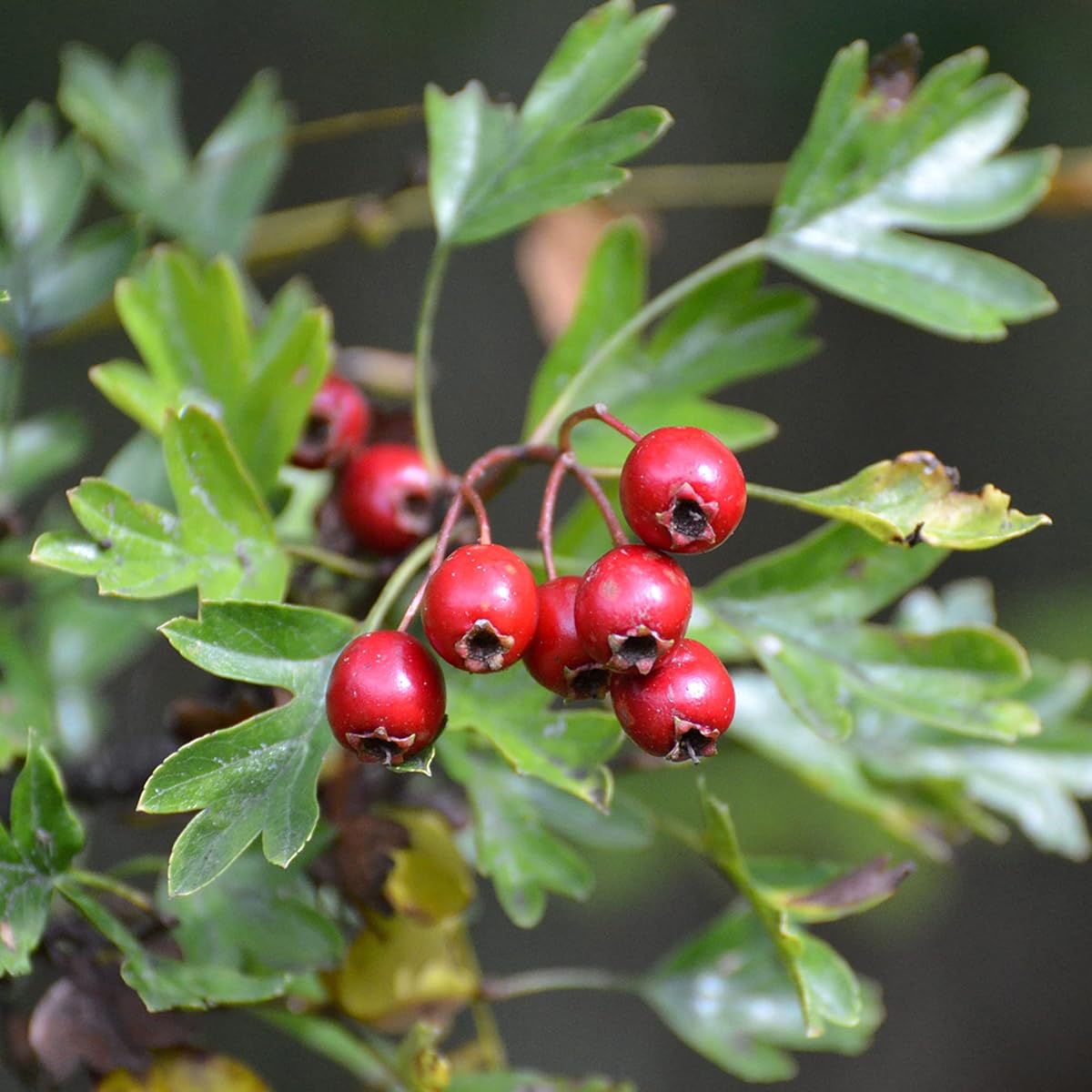 Mayhaw (Crataegus opaca) Seeds