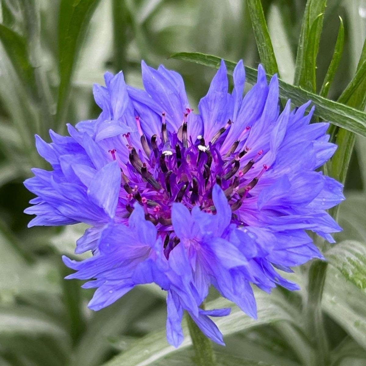 Classic Romantic Mix Cornflower Seeds Centaurea cyanus Annual Seeds for Cottage Garden