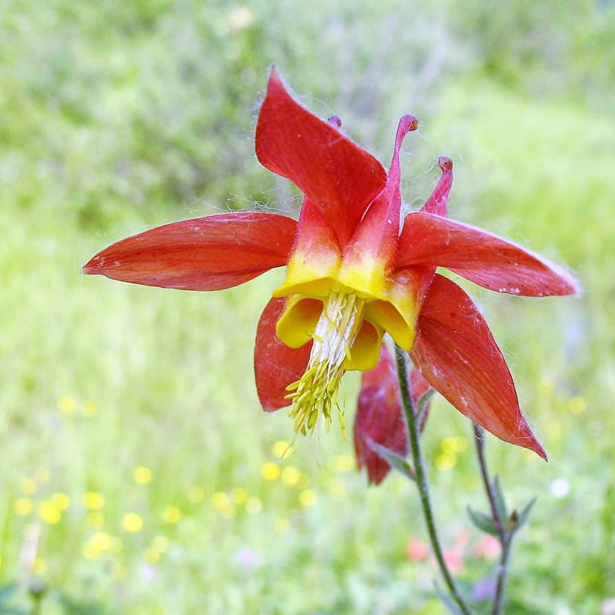 Red Aquilegia Canadensis Flower Seeds for Planting, 100 seeds for planting in home garden