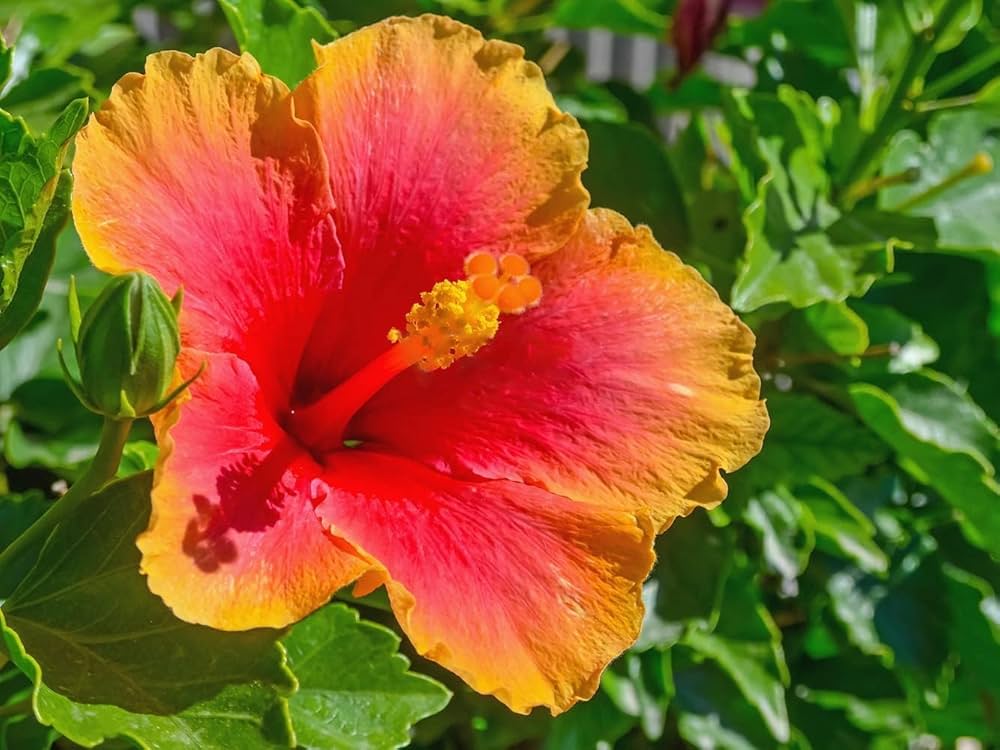 Red and Orange Hibiscus Flower Seeds Hardy Exotic Blooms for Tropical Gardens