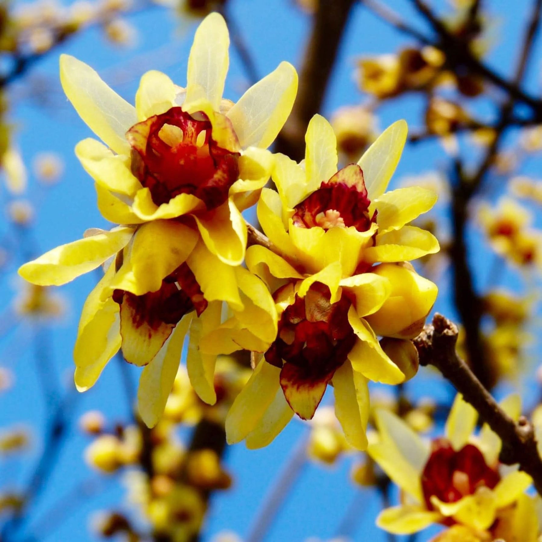 Heirloom Non-GMO Chimonanthus Flower Seeds for Planting – Fragrant Winter Bloom Seeds - Non-GMO for planting in home garden