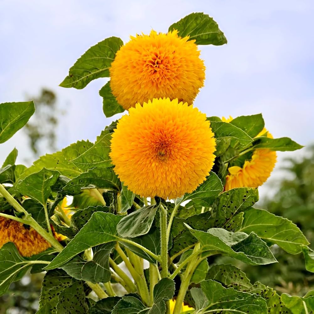 Giant Teddy Bear Sunflower Seeds | Fluffy Double Dwarf Sunflowers – Heirloom, Non-GMO, High Germination Organic Garden Seeds