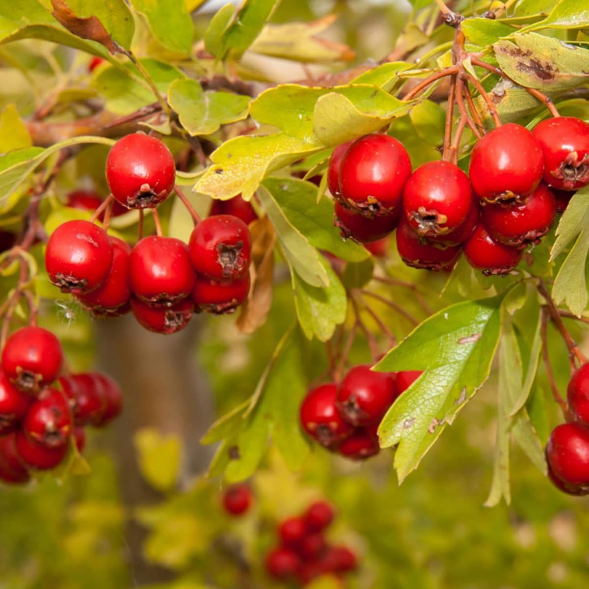 Mayhaw (Crataegus opaca) Seeds