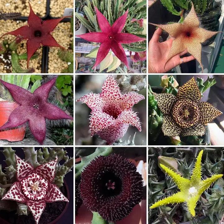Stapelia Pulchella Succulent Plant Seeds for Planting - NON GMO Seeds Dhara Seeds