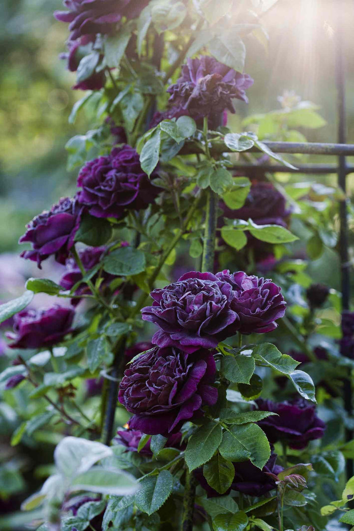 Climbing Rose Flower Seeds for Planting Dark Purple Non-GMO Heirloom Garden Seeds for Growing