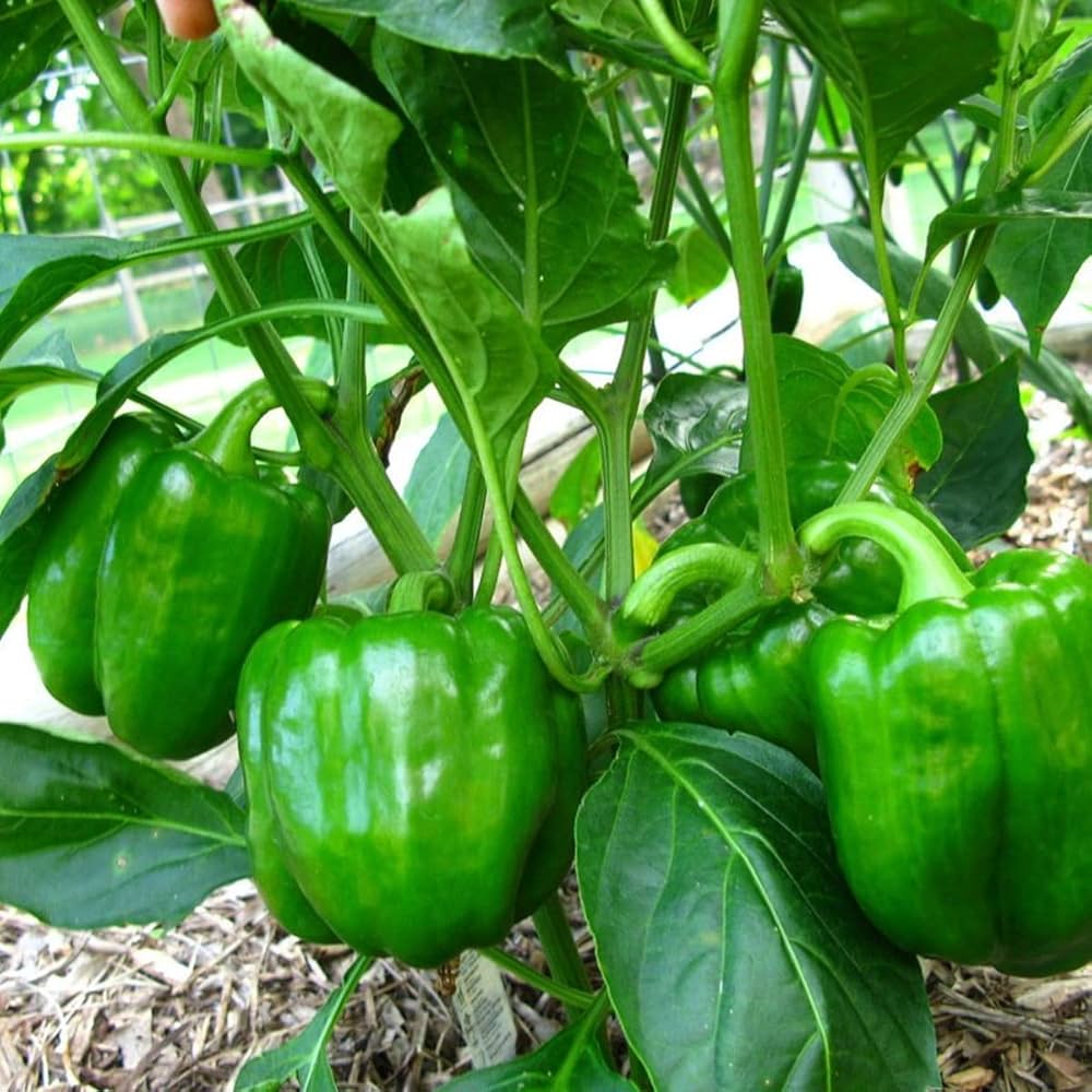 Nipple Pepper Vegetable Seeds for Planting