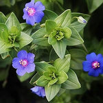 Close-up of fragrant night-blooming purple stock flowers

