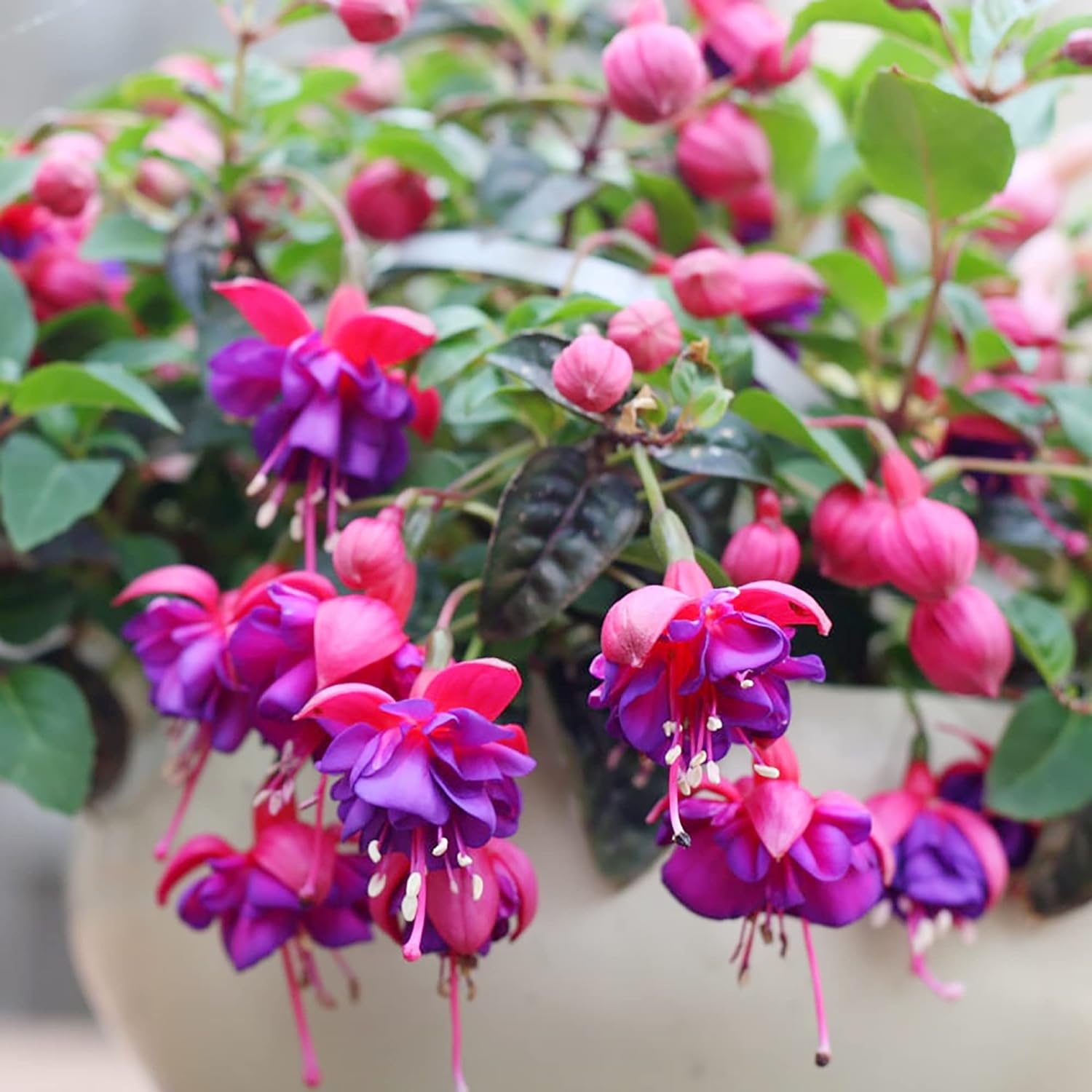 Fuchsia Dark Eyes Seeds