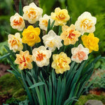 Narciso Flower Seeds for Planting - NON GMO Seeds Dhara Seeds