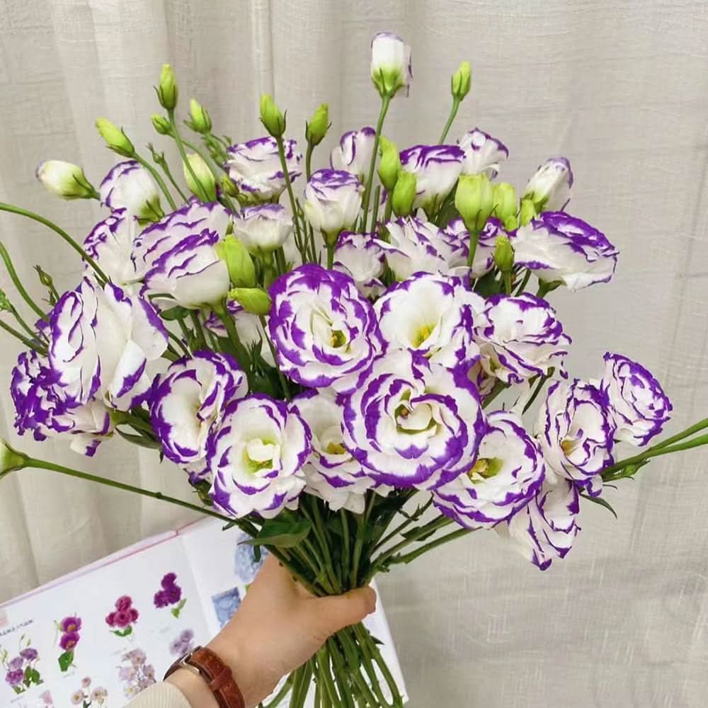 Eustoma Lisianthus Multi-Color  Flowering Seeds For Planting
