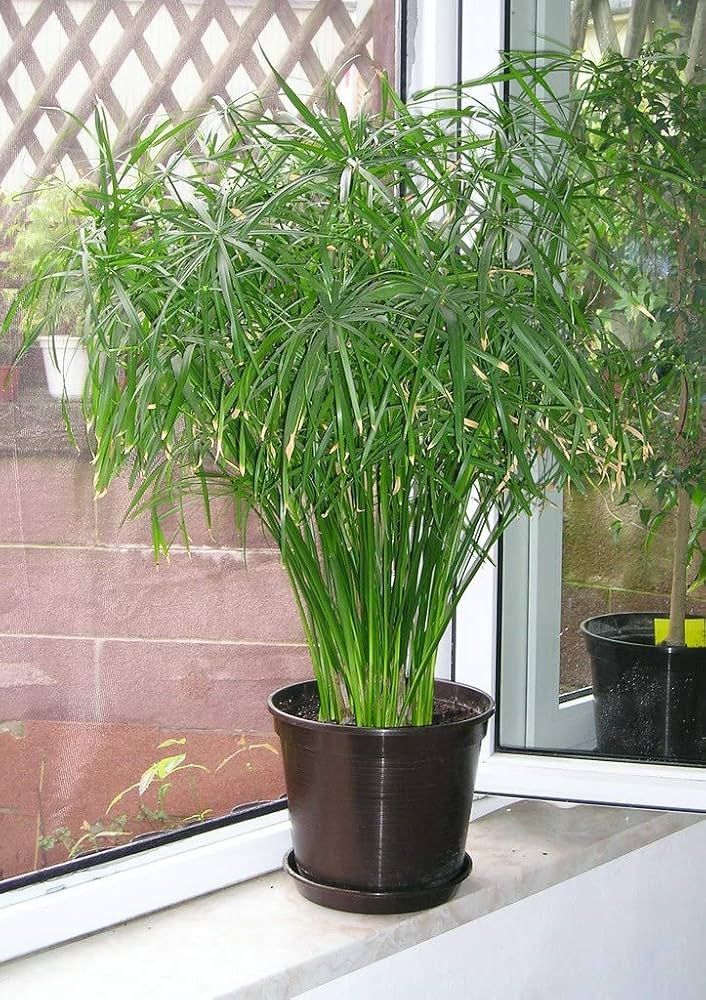 Green Cyperus Plant Seeds for Planting-Unique Garden and Aquatic Decor – Fresh Herb for Your Garden