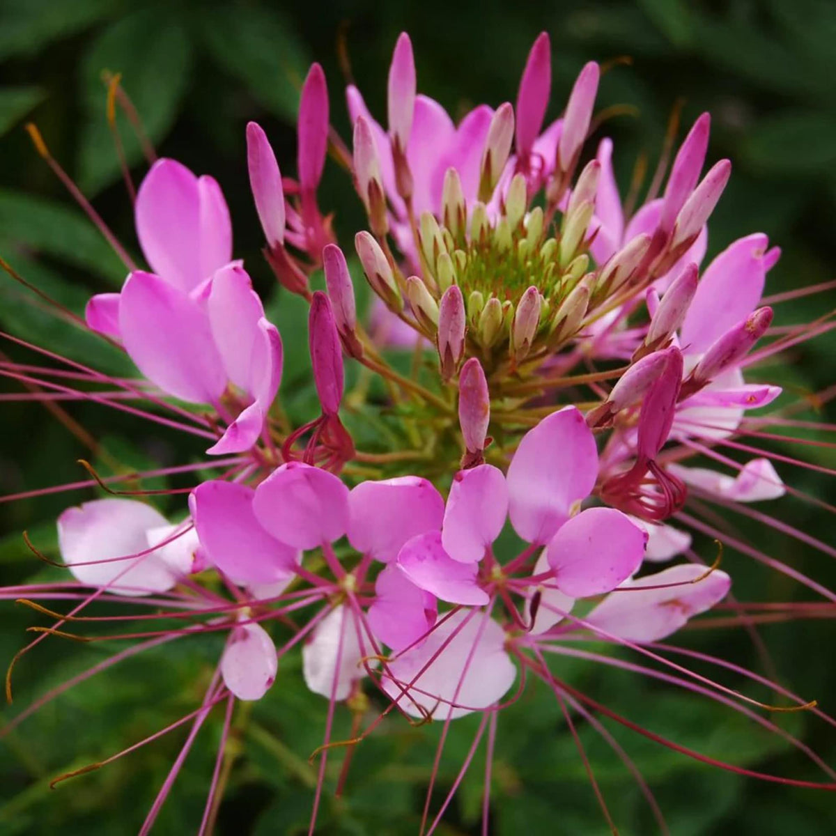 Cleome Rose Queen Seeds – Spider Flower Hassleriana