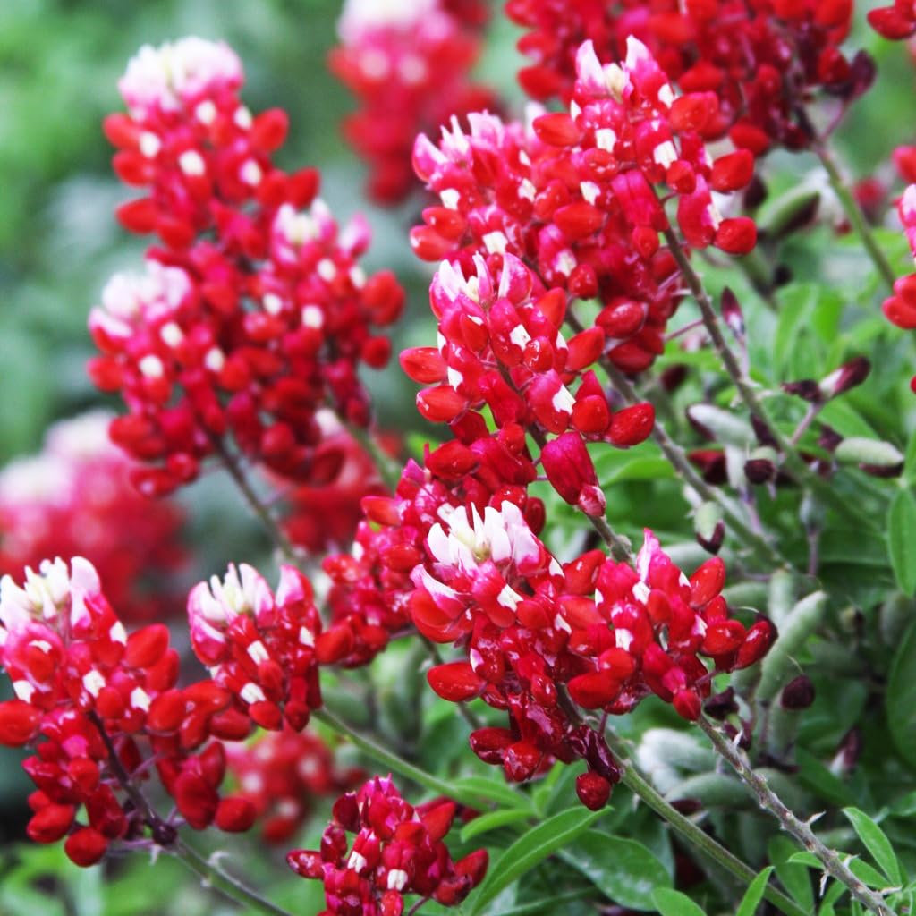 Bluebonnet Lupinus Texensis Maroon Texas Flower Seeds for Planting – Great for Wildflower Gardens and Native Landscaping