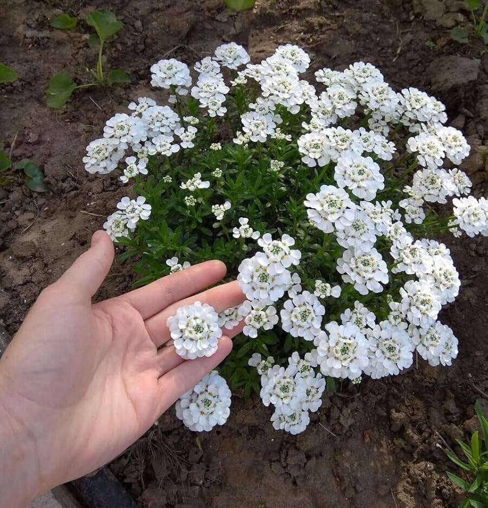 Candytuft Seeds for Planting Iberis sempervirens for flower beds and edging
