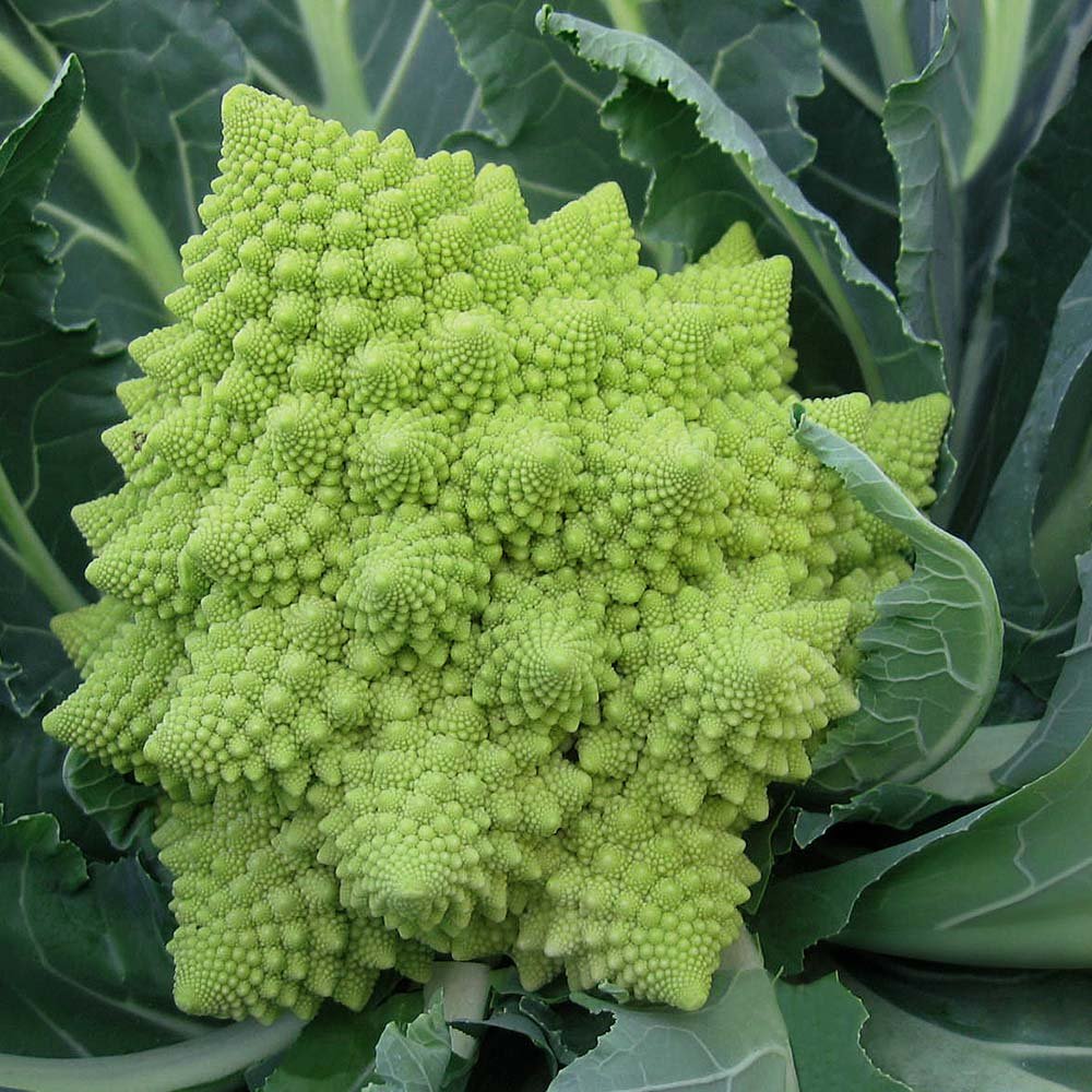 Veronica Cauliflower Seeds Heirloom Non-GMO High Germination Organic Garden Seeds