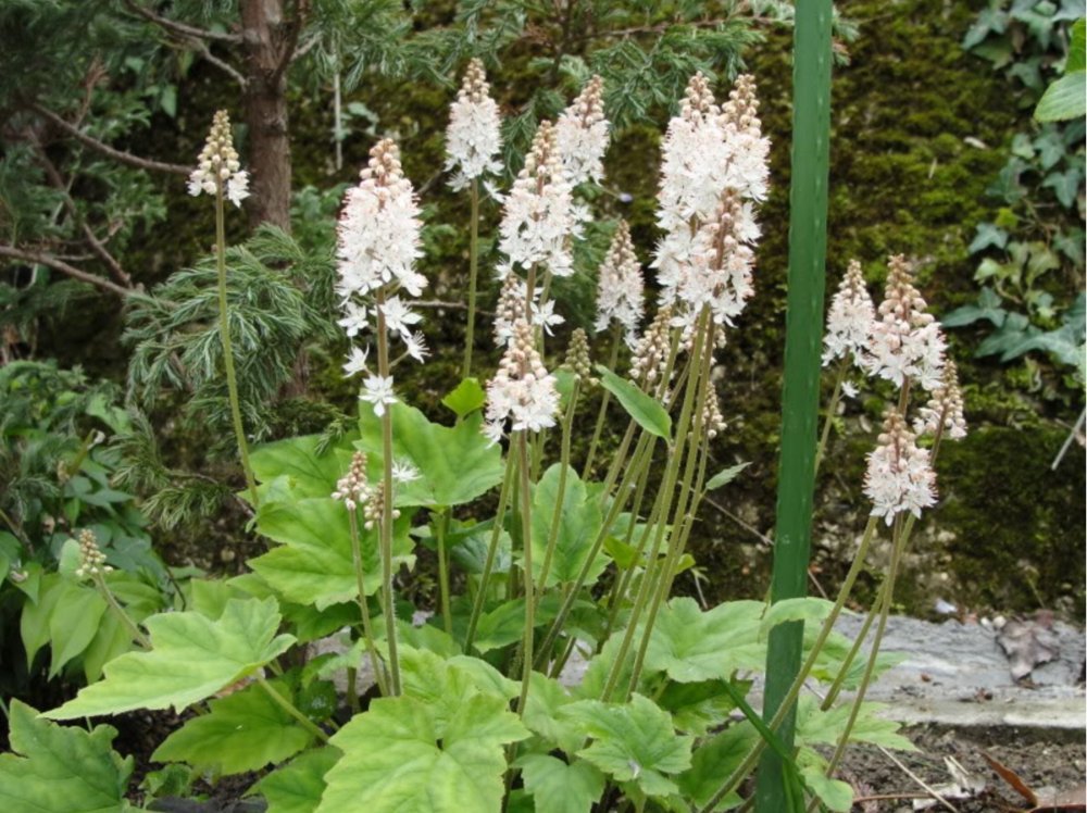 Foamflower Tiarella Cordifolia Heartleaf Flower Seeds for Planting – Ideal for Shaded Garden Beds and Ground Cover