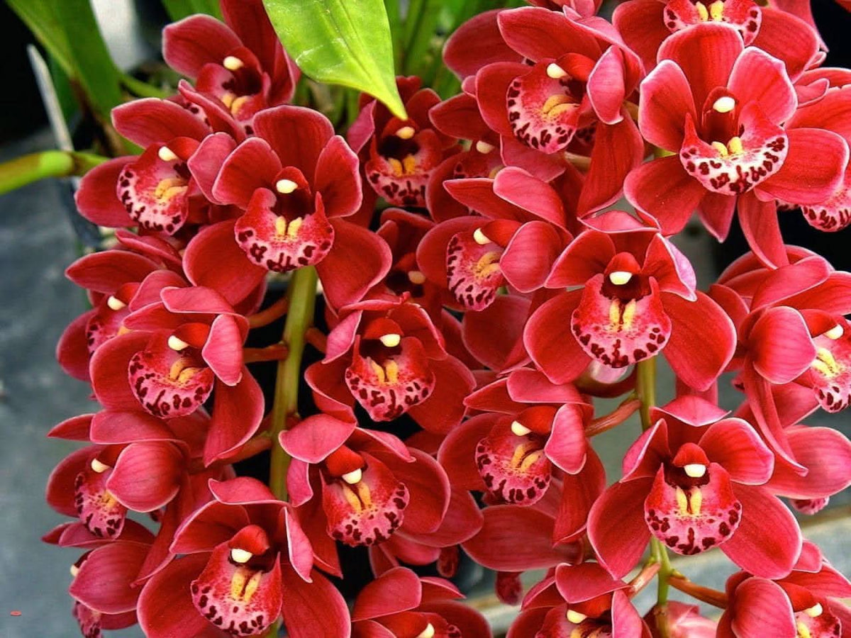 Cymbidium Flower Seeds for Planting – Organic, Heirloom, Non-GMO Orchid Seeds - Flower for planting in home garden