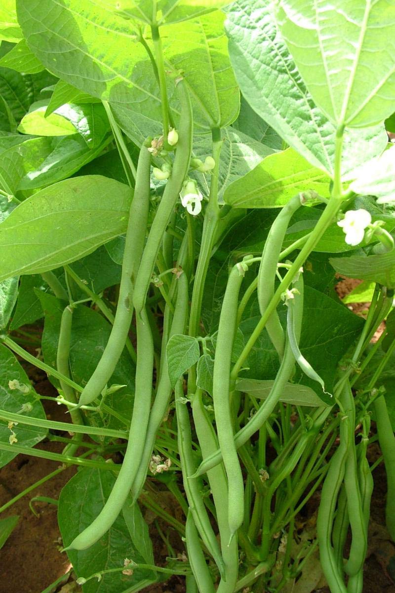 Spartan Arrow green bean seeds fresh harvest