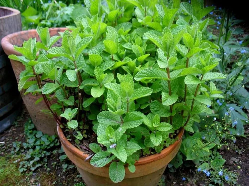 Heirloom Peppermint Mint Herb - Seeds for Aromatic Mint in Culinary & Garden Use