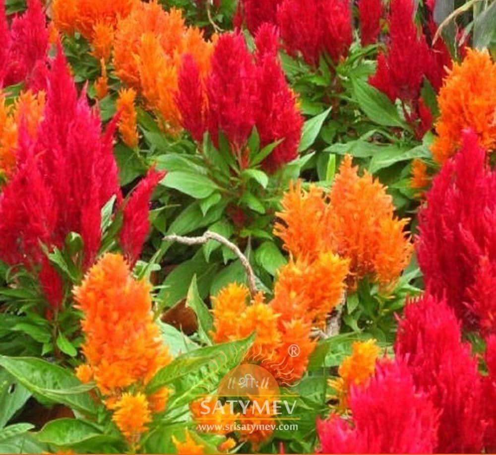 Celosia Orange "Celosia Plumosa" Flowering Seeds For Planting