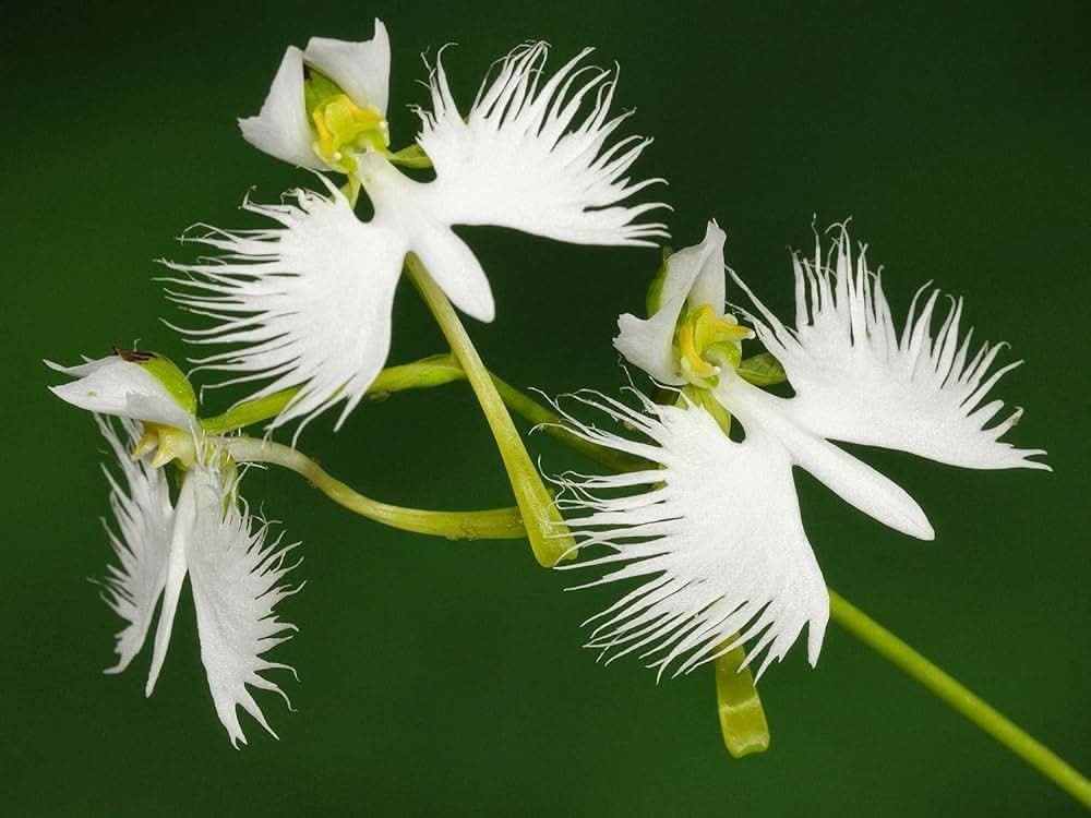 Rare Heirloom White  Flower Seeds