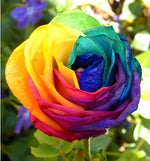 Rainbow Rose (Rosa chinensis) mixed color seeds for garden planting