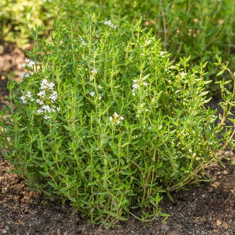 Lemon Thyme Seeds for Planting for Herb Garden and Vegetable Patch with Mosquito Repellent Benefits
