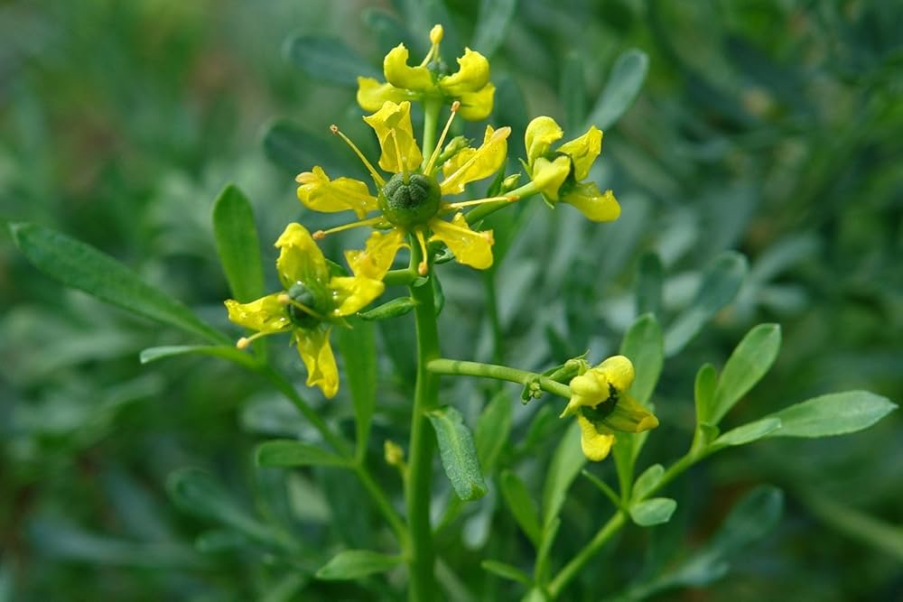 Rue herb seeds for planting traditional medicinal garden