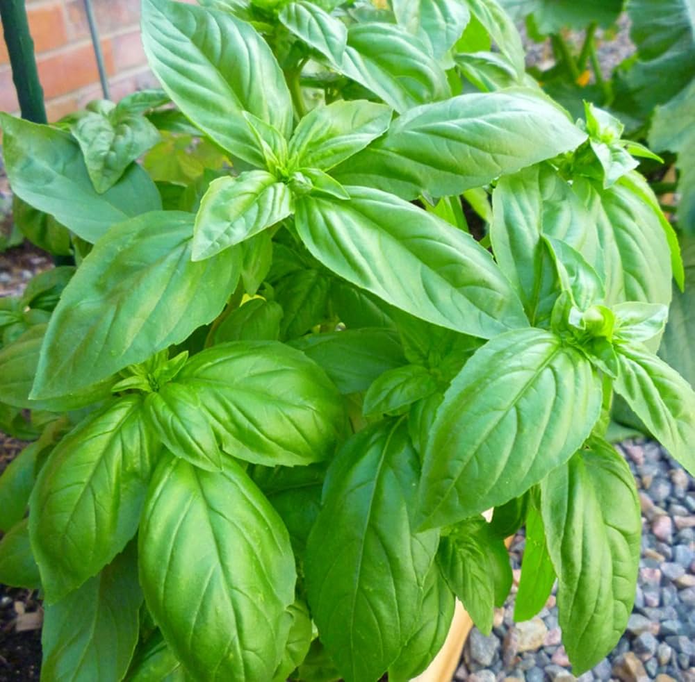 Sweet basil herb – heirloom seeds for planting in kitchen garden