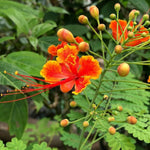 Red Caesalpinia or Peacock Flower Seeds for Planting - 100 seeds for planting in home garden