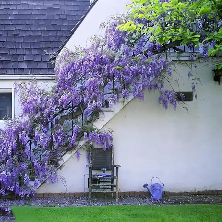 Japanese Wisteria Floribunda Purple Climbing Vine Seeds for Planting – Non-GMO Heirloom Dhara Seeds