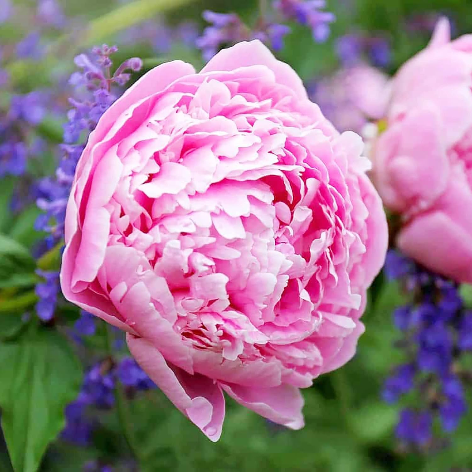 Peony Seeds