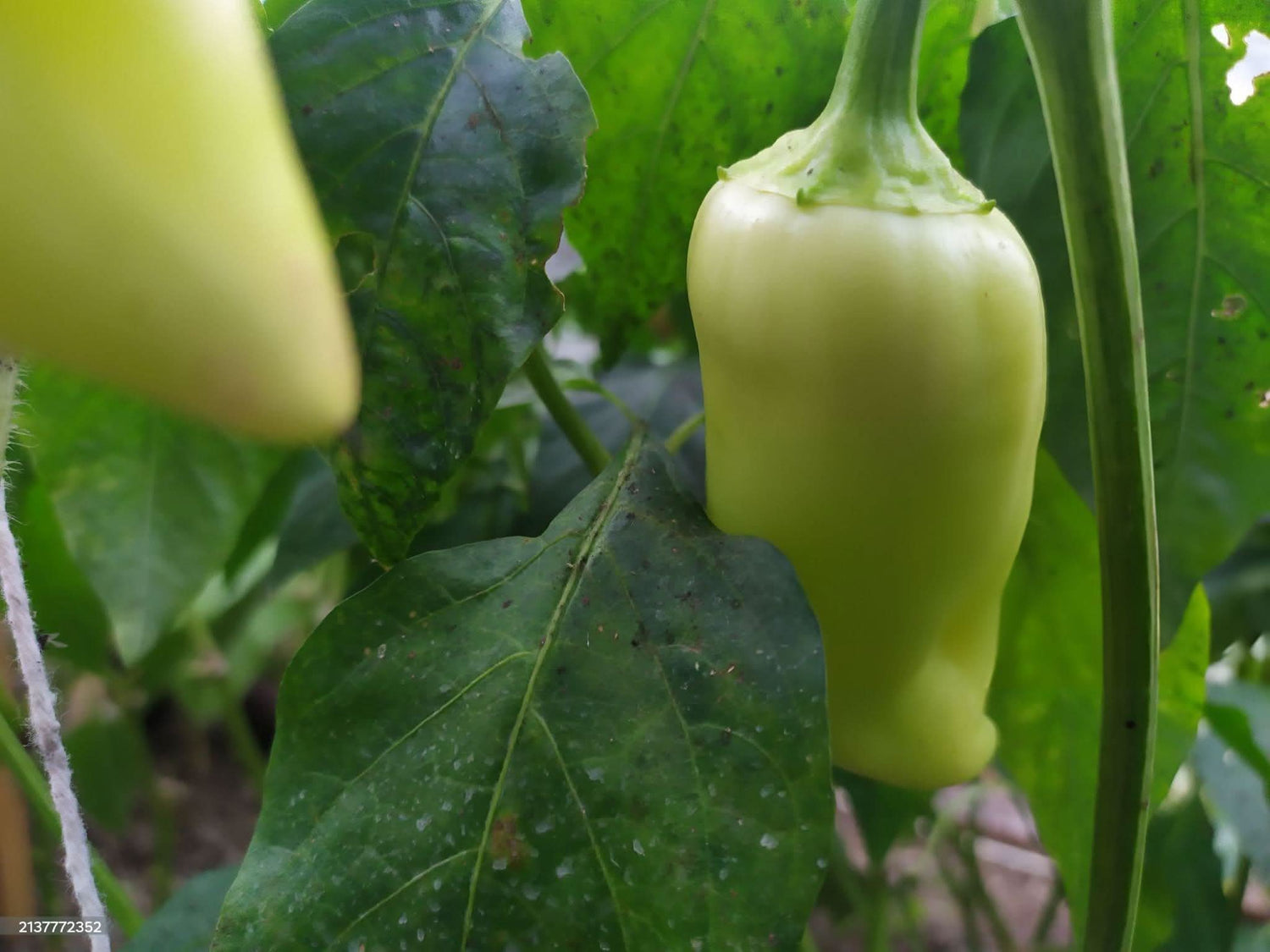 Zambia Pepper Capsicum Chinense Vegetable Seeds for Planting in Vertical Garden and Outdoor Pots