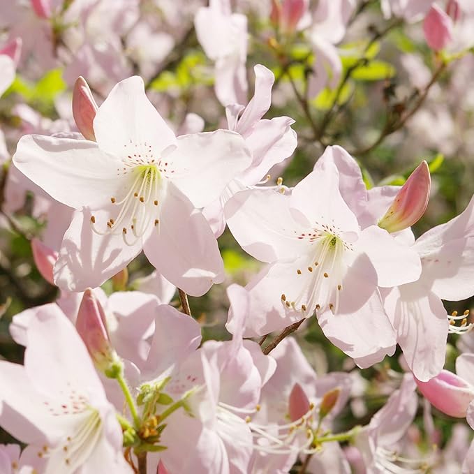 Azalea Rhododendron schlippenbachii Royal Flowering Seeds For Planting in home garden or shaded beds
