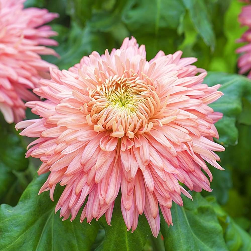 Heirloom Non-GMO Chrysanthemum Pink Yellow Flower Seeds for Planting – Vibrant Fall-Blooming Garden Blooms for planting in your garden.