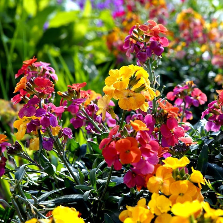 Mixed Erysimum Flower Seeds for Planting - 100 pcs