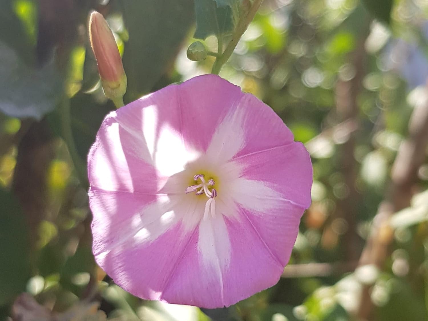 Ackerwinde Flower Seeds for planting in home garden