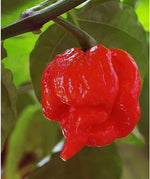  vibrant red Trinidad Scorpion Butch T peppers with distinctive scorpion tail

