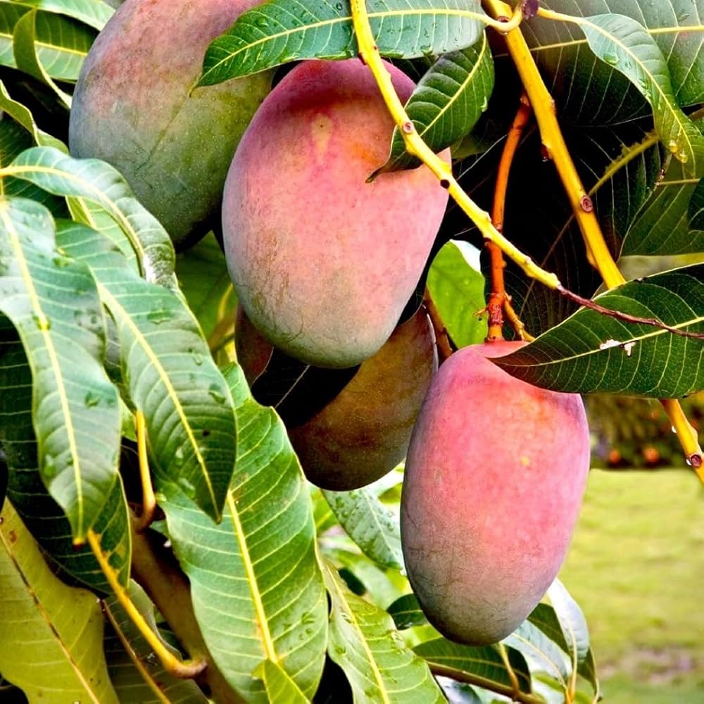 Lancetilla Mango (Mangifera indica)