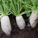 Heirloom Non-GMO Chinese White Winter Radish Seeds