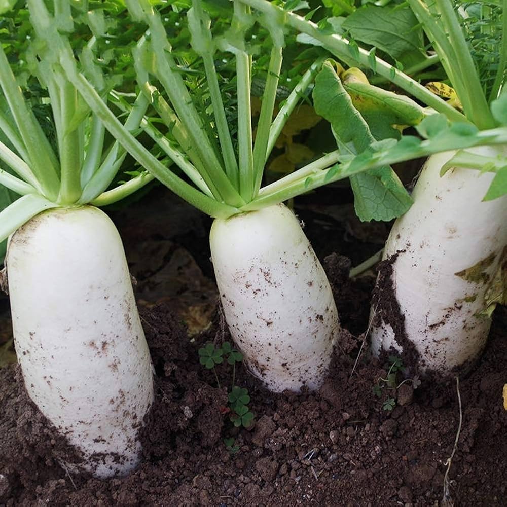 Heirloom Non-GMO Chinese White Winter Radish Seeds